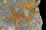 Two Ordovician Starfish (Petraster?) Fossils - Morocco #183386-2